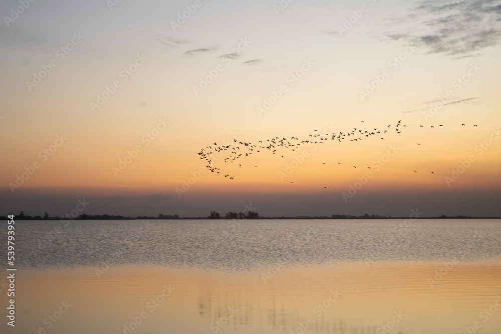 numerous wild birds flying in a flock over the water of the lagoon