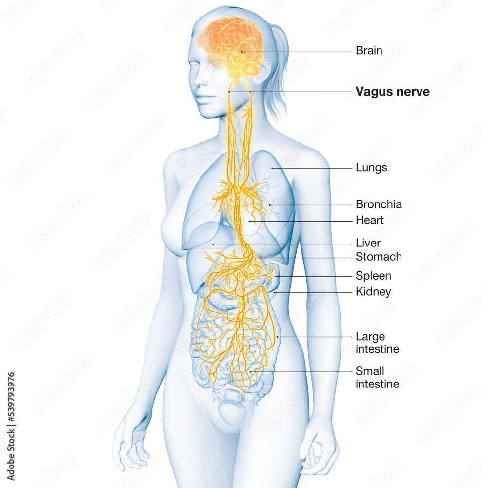 Φωτογραφία Active brain and energetic vagus nerve, communication, meditation, woman, labele