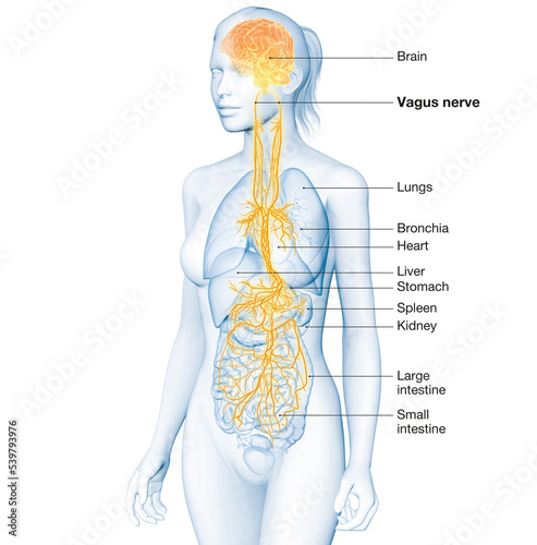 Active brain and energetic vagus nerve, communication, meditation, woman, labeled, 3D illustration