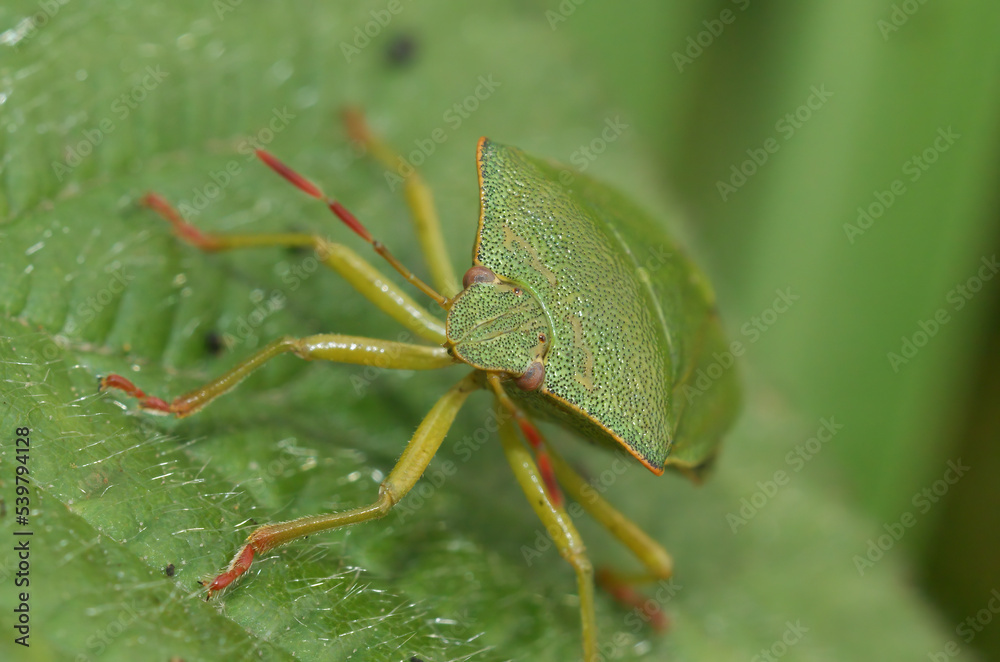 Closeup on the green shieldbug, Palomena prasina Closeup on the green shieldbug, Palomena prasina