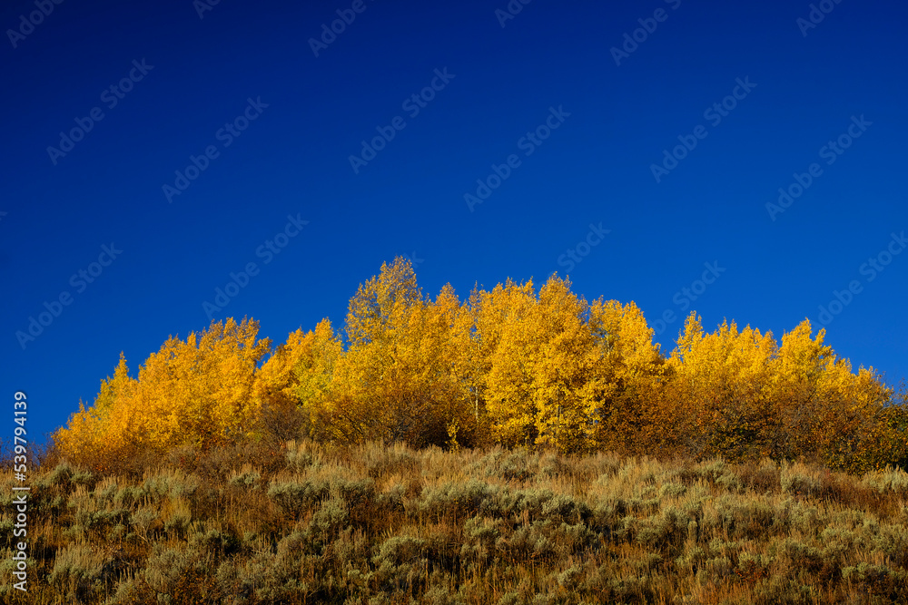 Golden Leaves on Aspen Trees with Blue Sky
