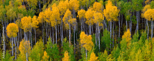 Fotografie, Obraz Mountainside Wilderness Forest of Fall Aspen Trees Golden and Green Colors Autum