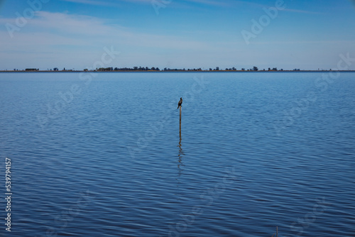 Medium-sized bird with black plumage standing on a post