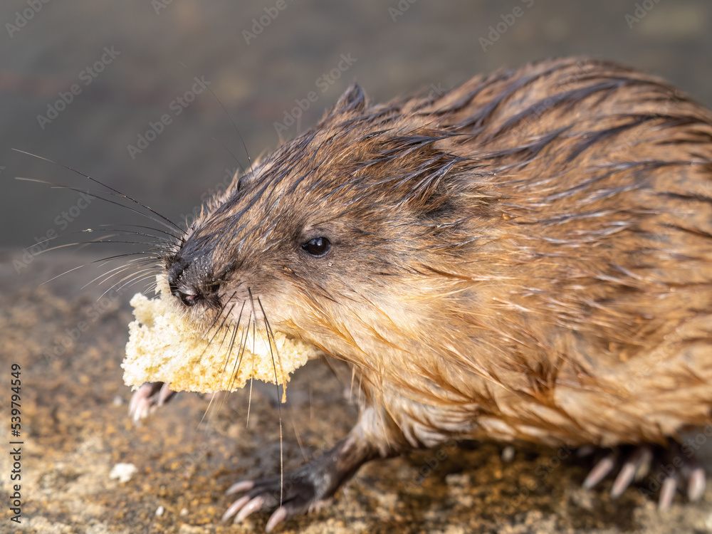Wild animal Muskrat, Ondatra zibethicuseats, eats on the river bank Wild animal Muskrat, Ondatra zibethicuseats, eats on the river bank