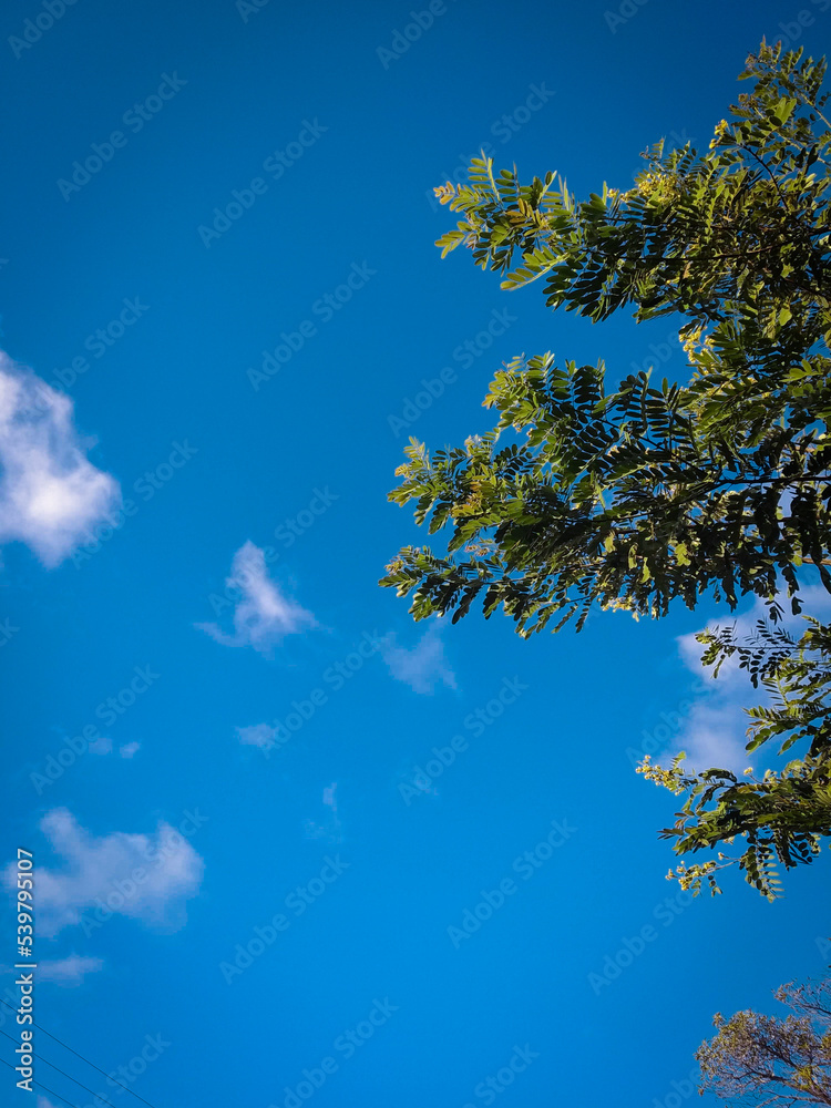 Obraz premium sky and tree