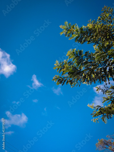 sky and tree