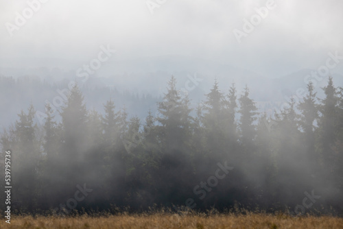 pine trees seen through the fog