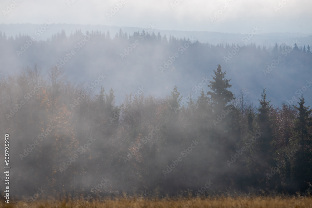 Trees seen through the fog