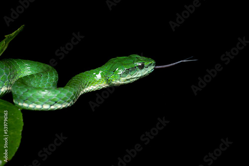 large-scaled pit viper from the Southern Western Ghats of South India. 