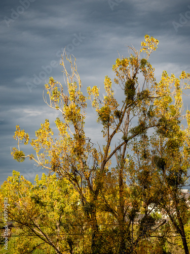 Obstbaum mit vielen Misteln photo