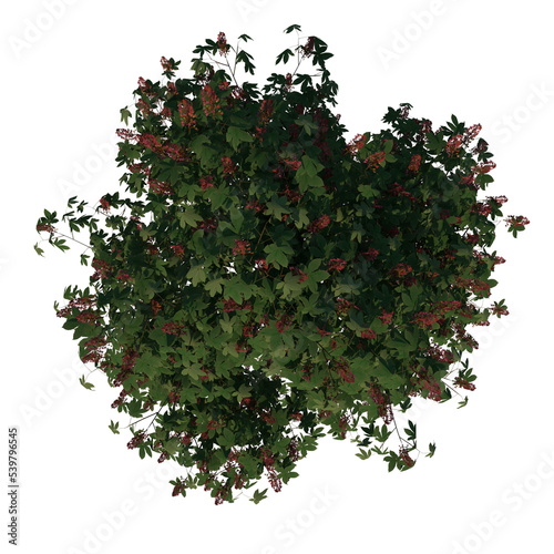 Top view tree (Young Red Horse chestnut 3) png