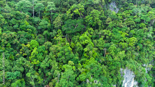 Aerial view of green tropical forest