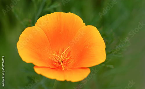 Flower Californian Poppy  Eschscholzia californica  on green background. Pistil and stamens close-up. Golden poppy or cup of gold. Selective focus.