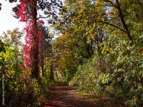 Farben des Herbstes photo