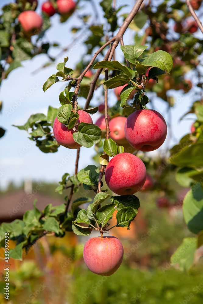 Ripe red apples on a tree branch in the garden. Harvest apples, vertical