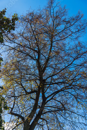 Dry beautiful crown of a tree against a blue sky with white clouds. View of a large crown of a tree without leaves from below. Background image of late autumn and early spring