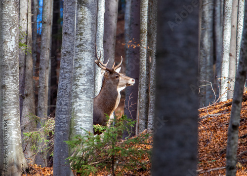 A deer's head seen among the trees in the forest © sebi_2569