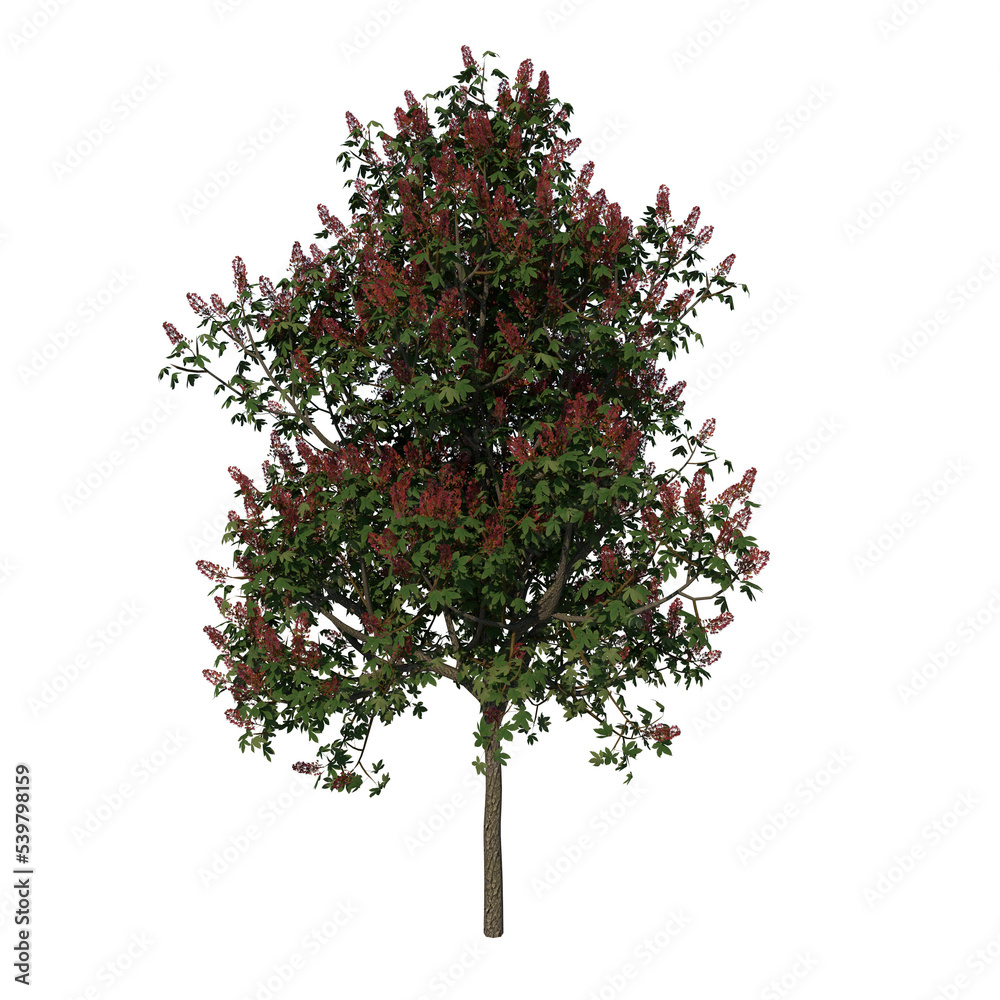 Front view tree (Young Red Horse chestnut 2) png