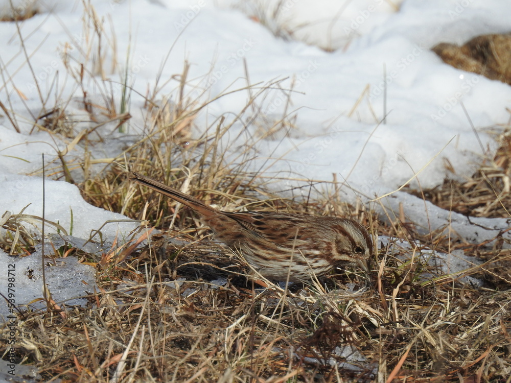 Song sparrow enjoying a beautiful winter day on Assateague Island, Worcester County, Maryland. Song sparrow enjoying a beautiful winter day on Assateague Island, Worcester County, Maryland.
