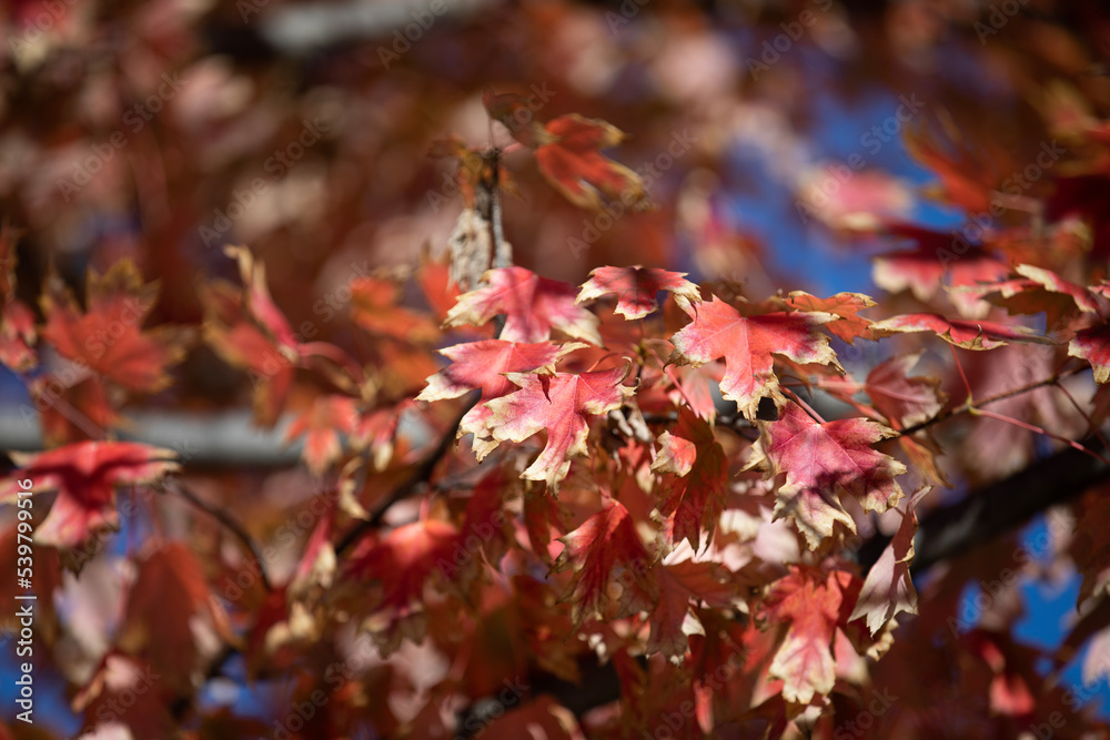 Maple leaves turning red during autumn in Toronto, Canada. Maple leaves turning red during autumn in Toronto, Canada.