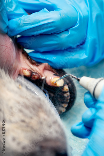 Veterinary dentistry. Dentist surgeon veterinarian treats and removes the teeth of a dog under anesthesia on the operating table in a veterinary clinic. Sanitation of the oral cavity in dogs close-up