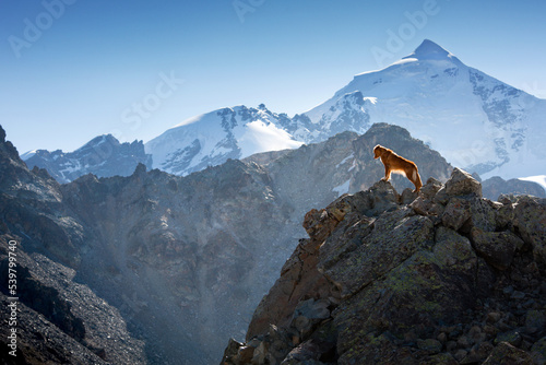 the Toller dog stands on the top of the mountain. Novo Scotia duck tolling retriever on the background of snowy peaks. Trekking with a pet