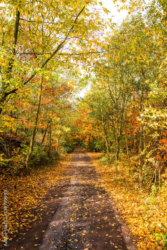 Fototapeta premium Colorful autumn leaves photo background