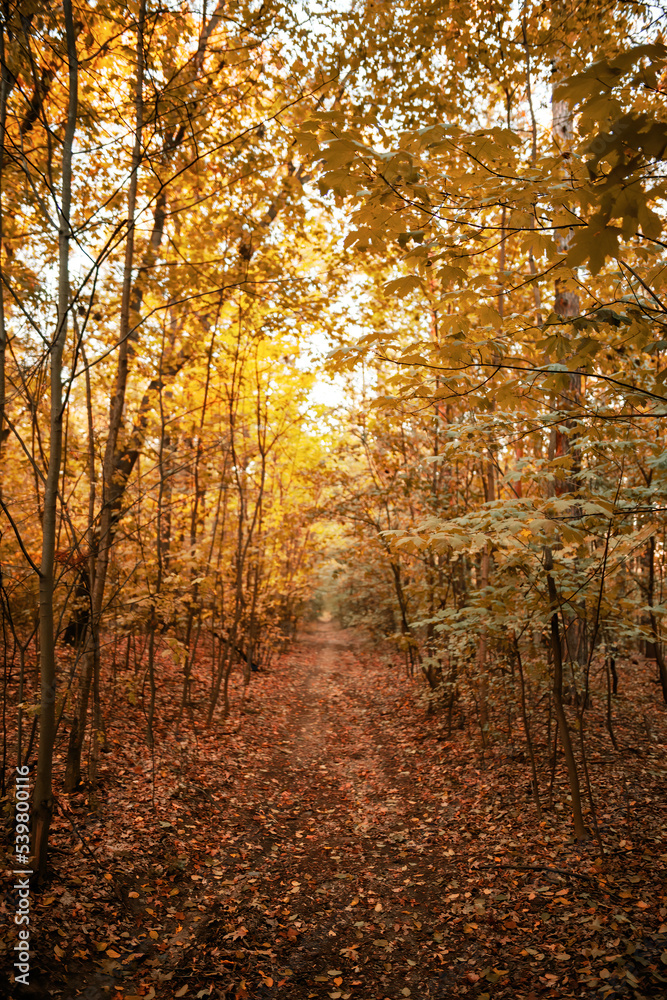 Colorful Autumn Forest Path with leaves - beautiful fall scenery