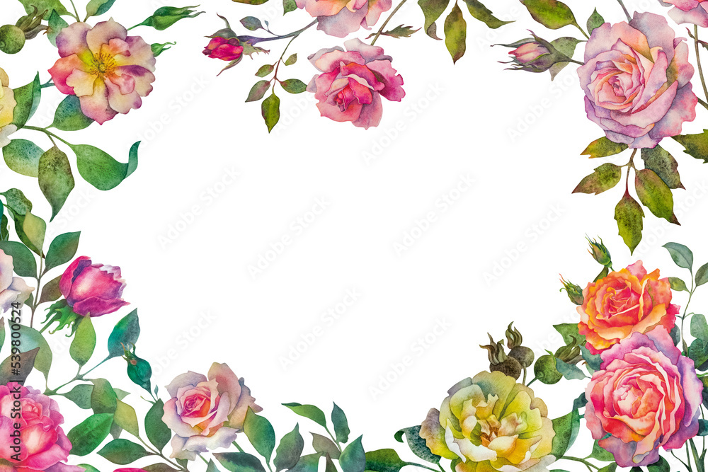 A frame of flowers. Composition of roses. Multicolored roses isolated on a white background. Botanical watercolor illustration. A frame of flowers. Composition of roses. Multicolored roses isolated on a white background. Botanical watercolor illustration.