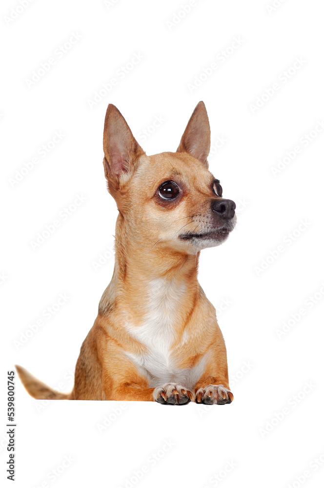 Obraz premium Chihuahua dog standing on blank board in a white studio