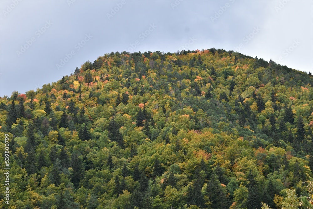 Forest in autumn Forest in autumn