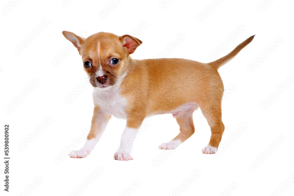chihuahua puppy standing on white background