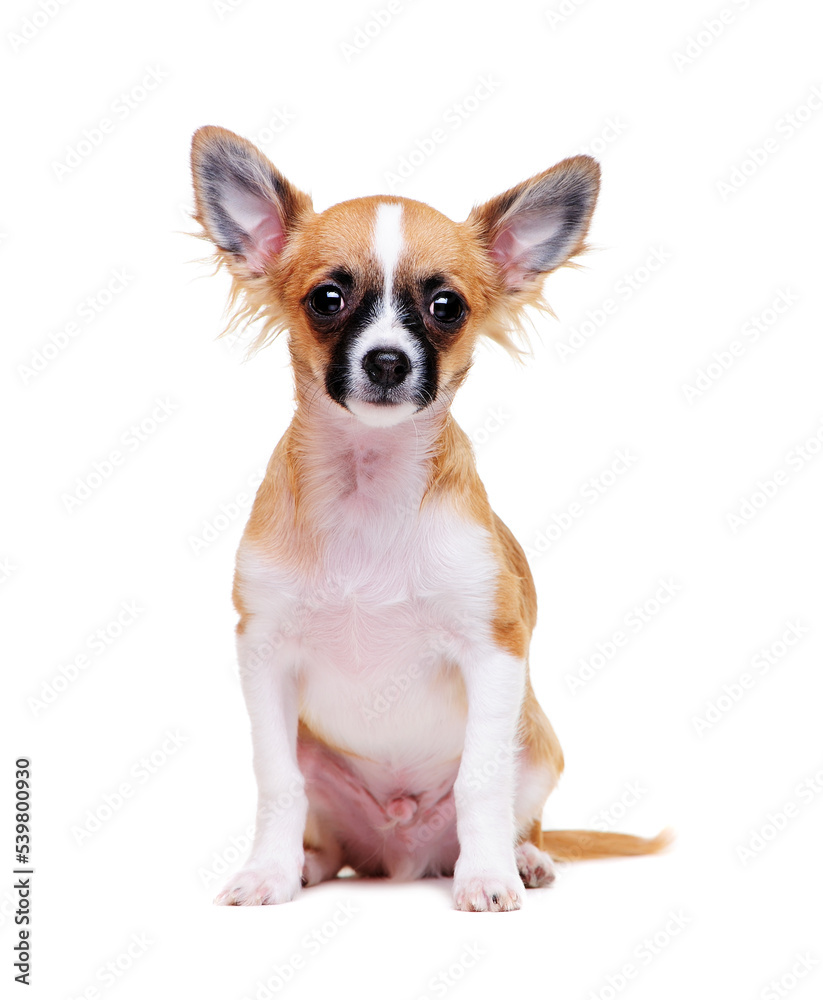 chihuahua sitting on white background