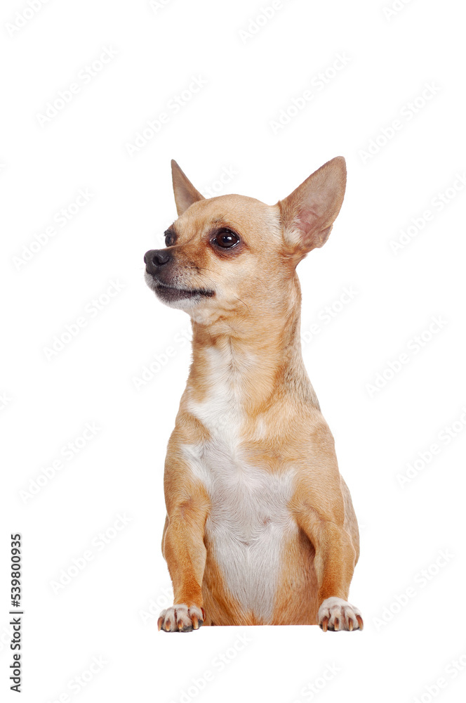 Chihuahua with blank board isolated on white