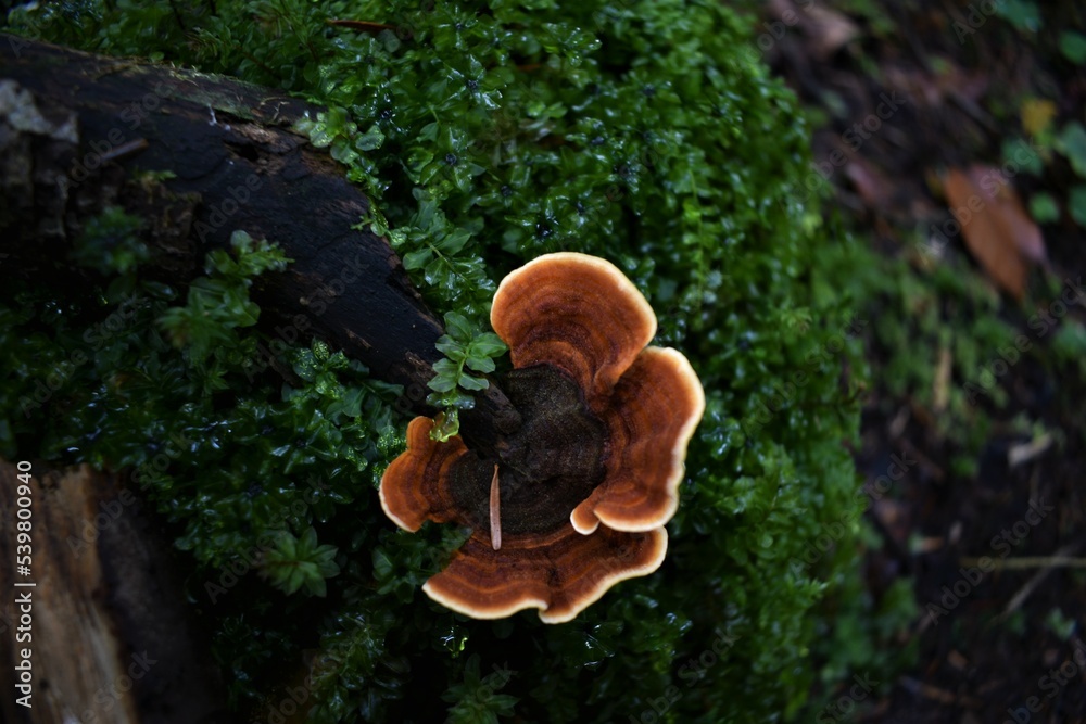 Fototapeta premium Mushrooms in the forest