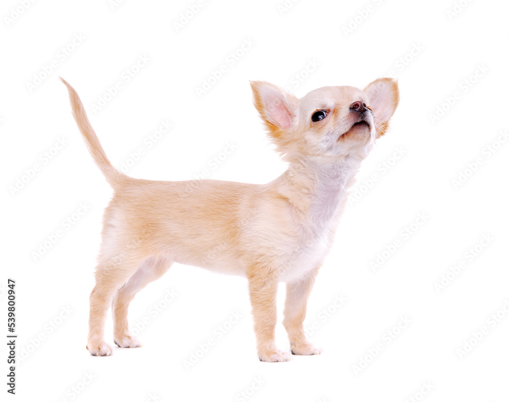 Chihuahua puppy standing on white background