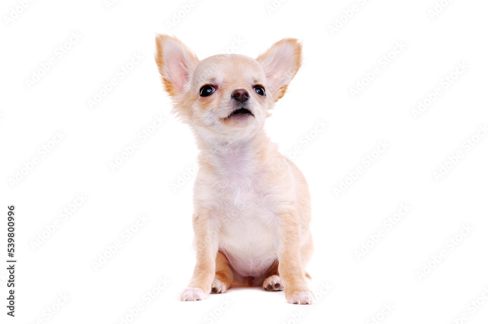 Chihuahua puppy sitting on white background