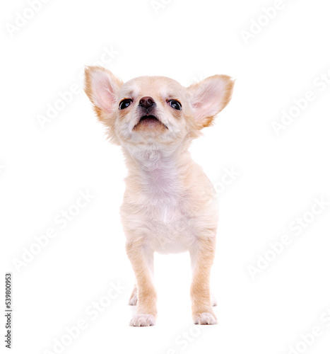 Chihuahua puppy looking to the copy space area