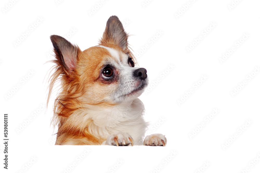 Closeup picture of a long haired Chihuahua with the blank board