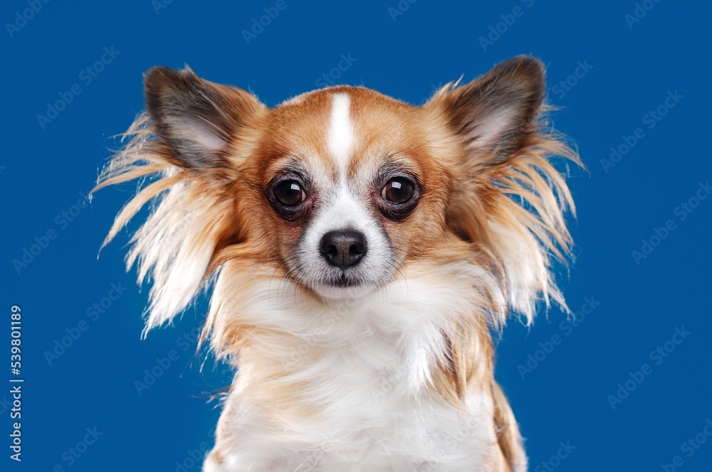 Long haired chihuahua dog closeup portrait on blue