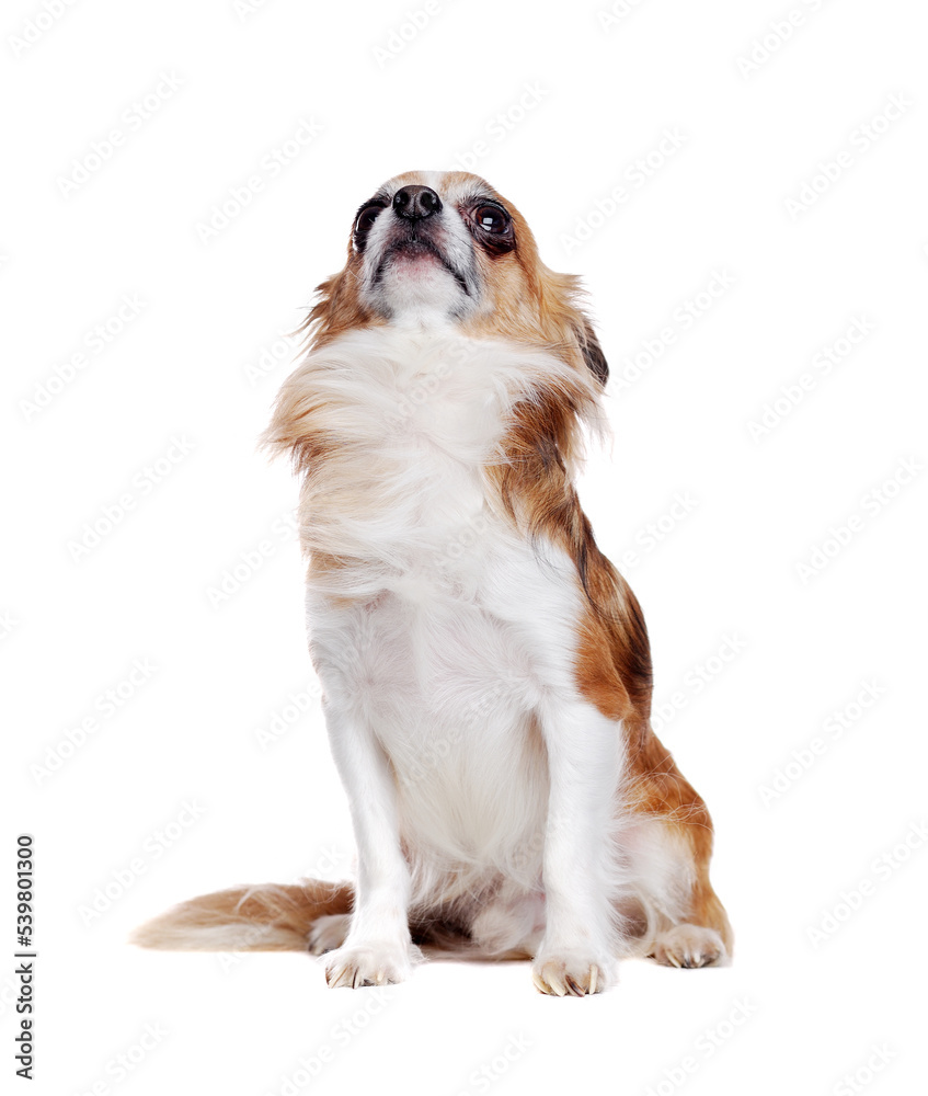 Sitting long haired chihuahua dog isolated on white looking up