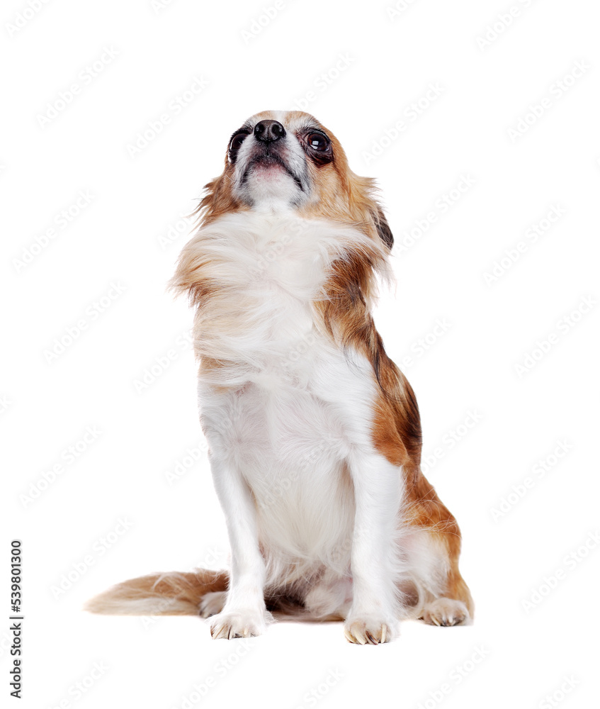 Fototapeta premium Sitting long haired chihuahua dog isolated on white looking up