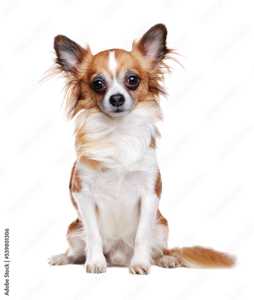 Sitting long haired chihuahua dog isolated on white