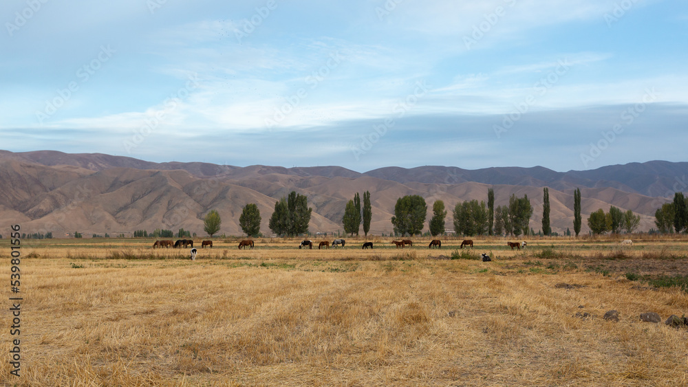Horses in a pasture against the backdrop of mountains, morning in the steppe of Kyrgyzstan