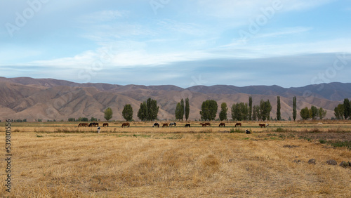 Horses in a pasture against the backdrop of mountains, morning in the steppe of Kyrgyzstan