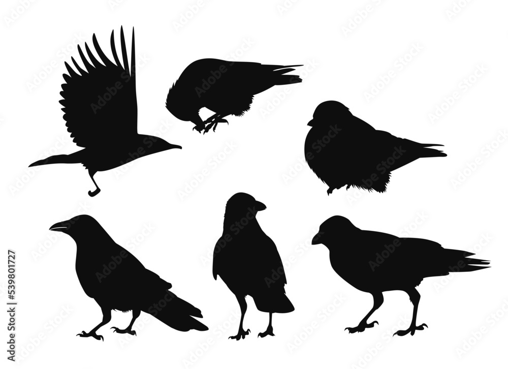 Obraz premium Set of birds silhouettes