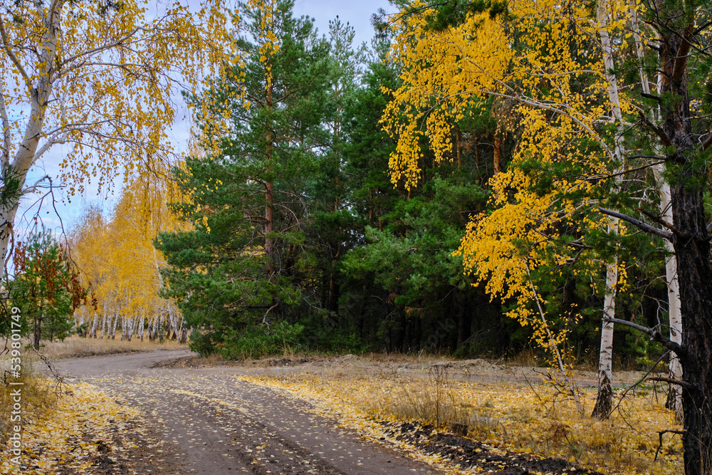 Country road in autumn pine birch forest.