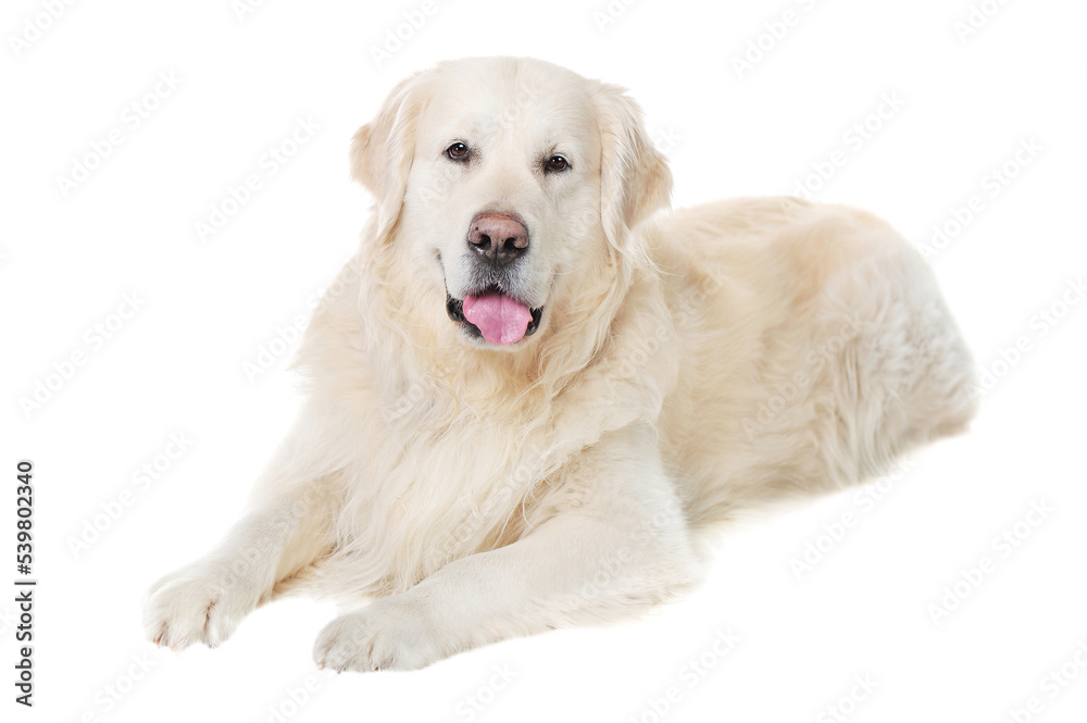 Adult laying dog isolated on white background Adult laying dog isolated on white background