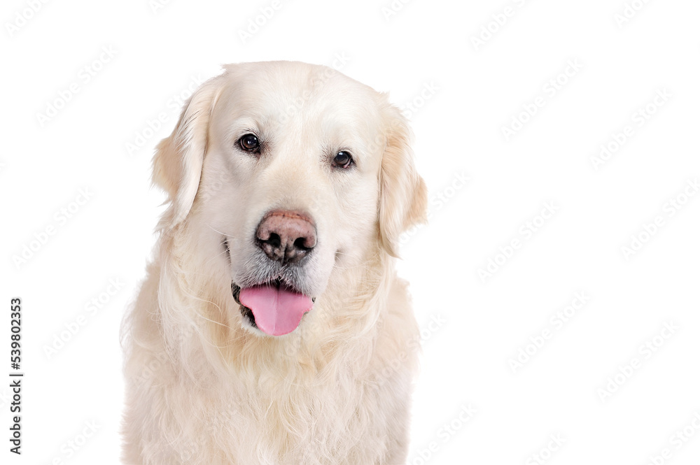 Close-up head portrait of a golden retriever at the white background Close-up head portrait of a golden retriever at the white background