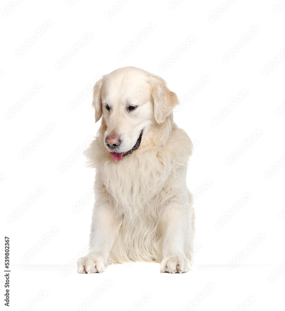 Close-up picture of a retriever looking to the blank board